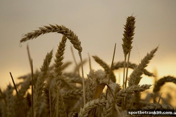 体育博彩公司免佣百家乐首充福利全面解析